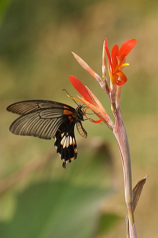 image052.jpg