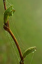 image001