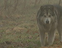 image019