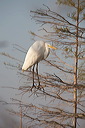image009